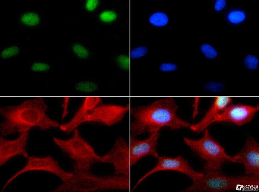Immunocytochemistry/ Immunofluorescence: Histone H3 [Monomethyl Lys4] Antibody - BSA Free [NB21-1021]